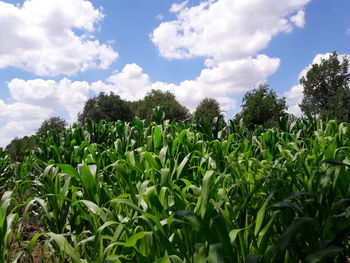 Plants growing on field against sky