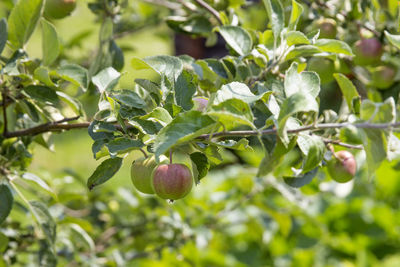 Close-up of berries growing on tree