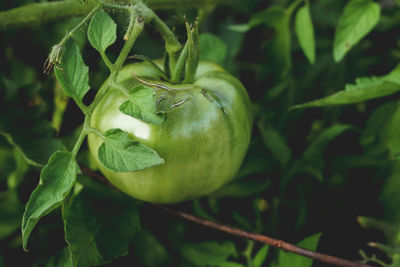 Close-up of a solitary green tomato.