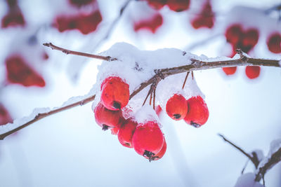 Close-up of frozen berries on tree during winter