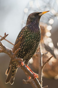 Close-up of bird perching on branch