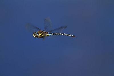 The migrant hawker hovering in the air on crna mlaka
