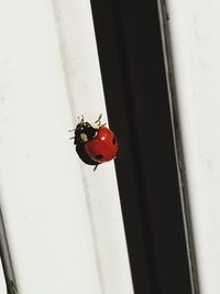 Close-up of red ladybug