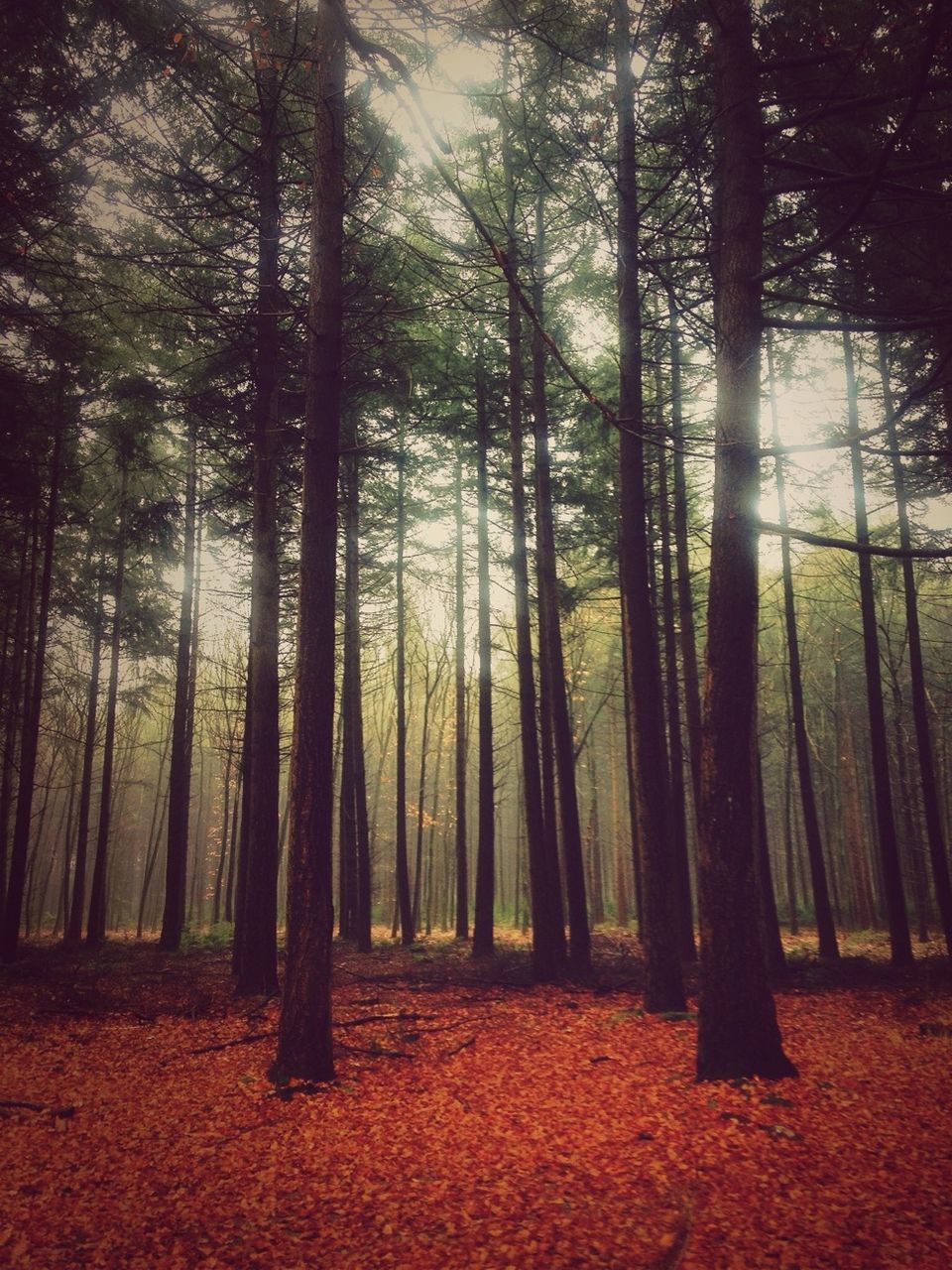 tree, tree trunk, tranquility, forest, woodland, tranquil scene, growth, nature, beauty in nature, scenics, non-urban scene, landscape, idyllic, outdoors, branch, day, no people, sunlight, autumn, tall - high