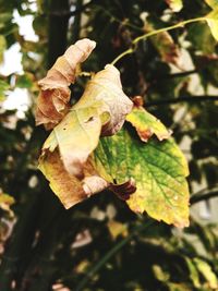 Close-up of autumn leaves on tree