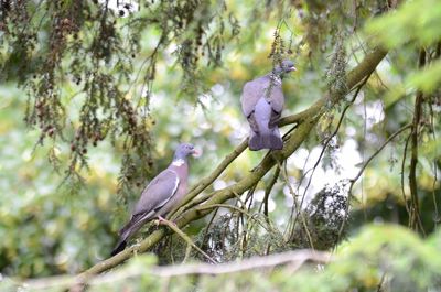 Low angle view of birds perching on tree