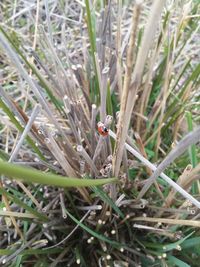 Close-up of ladybug on grass