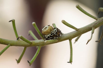 Close-up of butterfly on flower