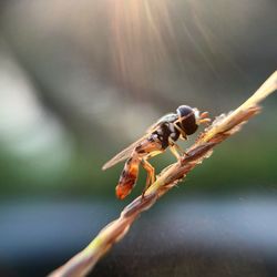 Close-up of insect