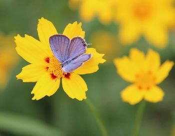 Close-up of butterfly on yellow flower