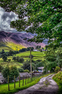 Trees on landscape against sky