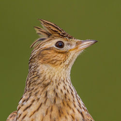 Close-up of a bird looking away