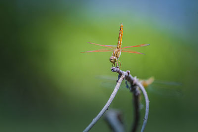 Close-up of insect on plant