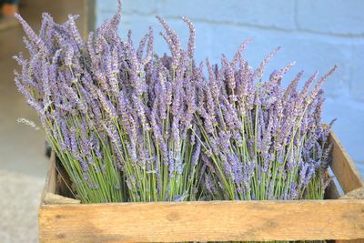 Close-up of purple flowering plants