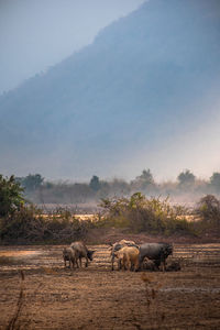 Horses on field against sky