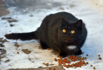 Portrait of black cat