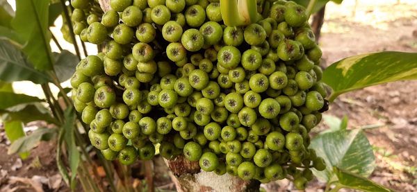 Close-up of fresh green leaves