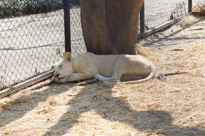 Cat lying in a zoo