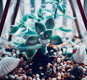 Close-up of succulent plant