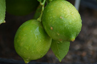 Close-up of fresh green fruit