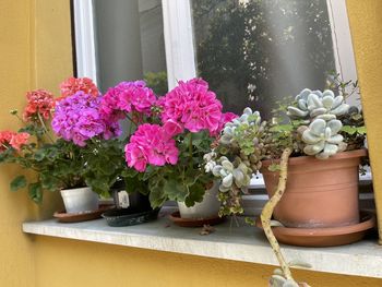 Potted plants on window sill