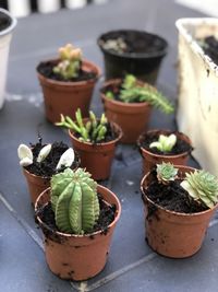 Close-up of potted plants on table