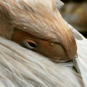 Close-up of animal eye