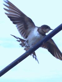 Low angle view of bird flying against clear sky