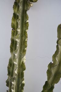 Close-up of plants against sky