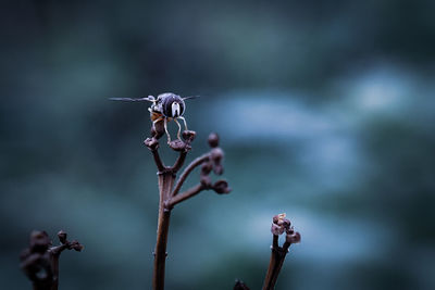 Close-up of wilted flower