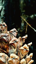 Close-up of dried leaves on plant in forest