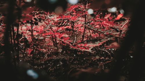 Close-up of autumnal leaves against blurred background