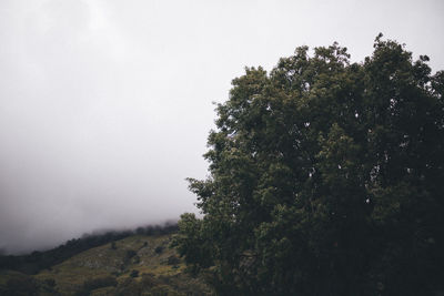 Trees against clear sky