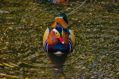 High angle view of duck swimming in lake