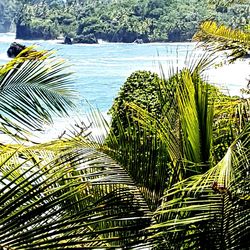 Close-up of palm tree by lake