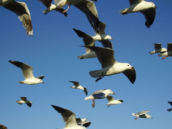 Low angle view of seagull flying against blue sky