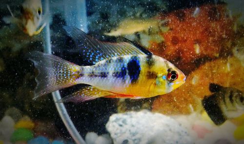 Close-up of fish swimming in aquarium