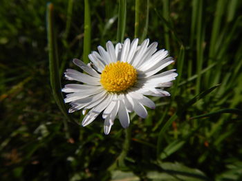 Close-up of white daisy flower