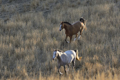 Horses in the field near barcelona