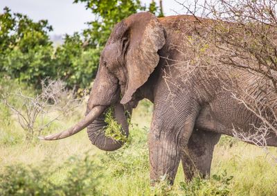 Close-up of elephant