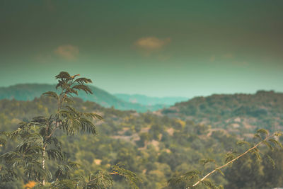 Close-up of wilted plant on field against sky