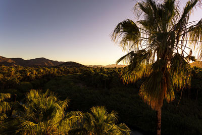 Palm trees on field against sky at sunset