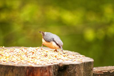 Close-up of bird perching on wood