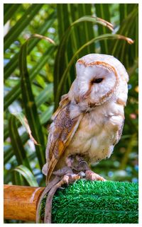 Close-up of bird perching on grass