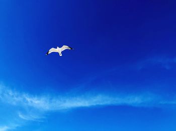 Low angle view of bird flying against blue sky