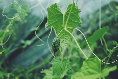 Close-up of cucamelon on tree
