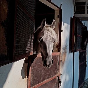 Close-up of horse