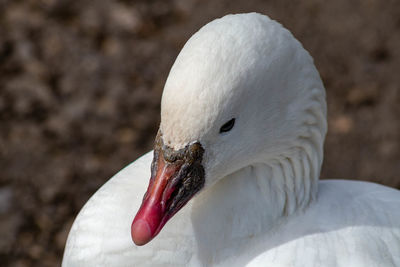 Close-up of swan