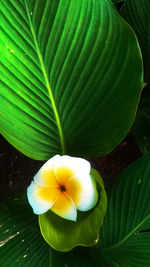 Close-up of yellow flowering plant leaves