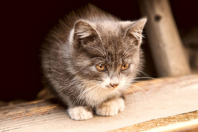 Close-up portrait of kitten